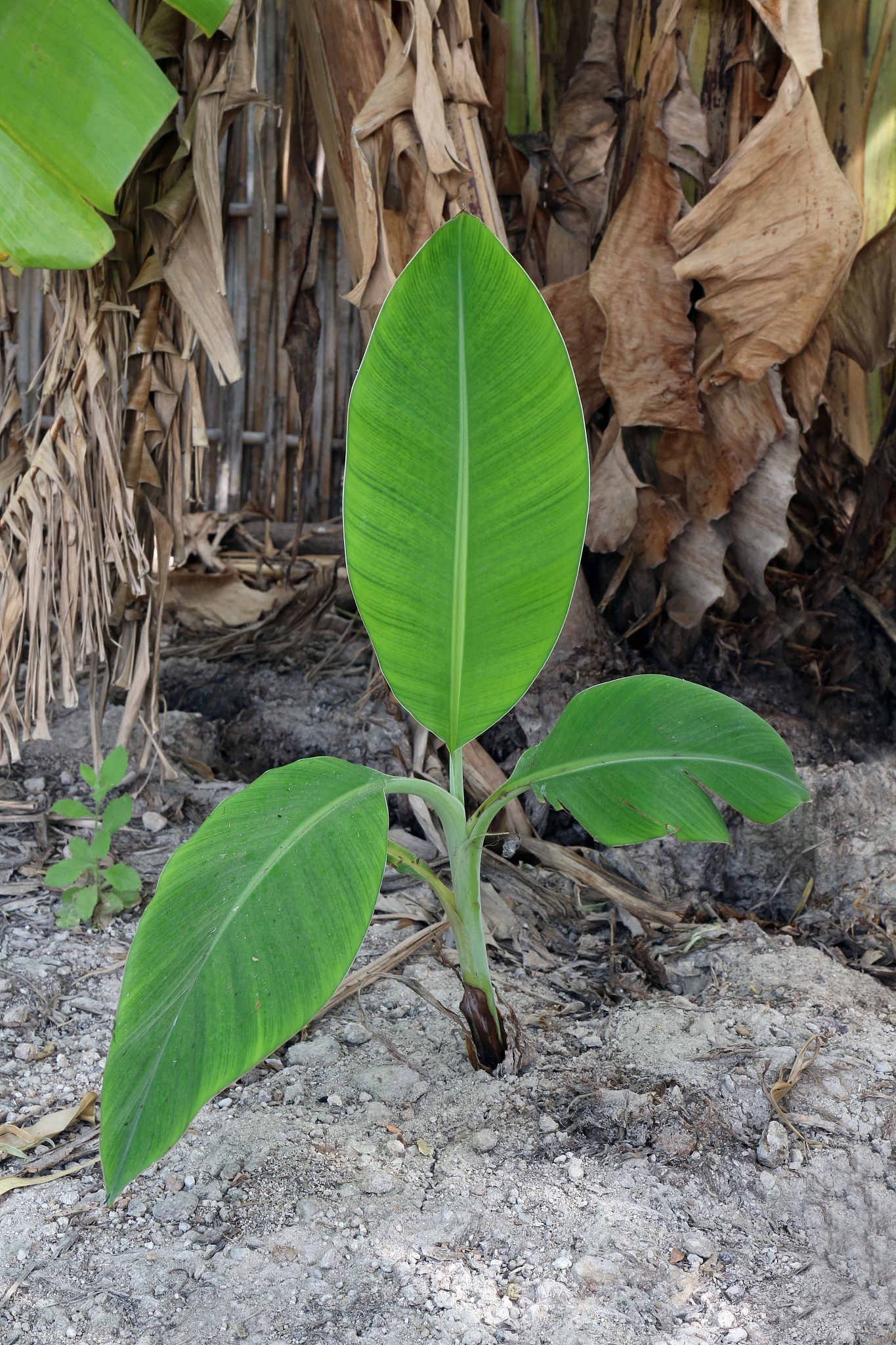 banana seedlings sprout plantation garden, small banana tree in 