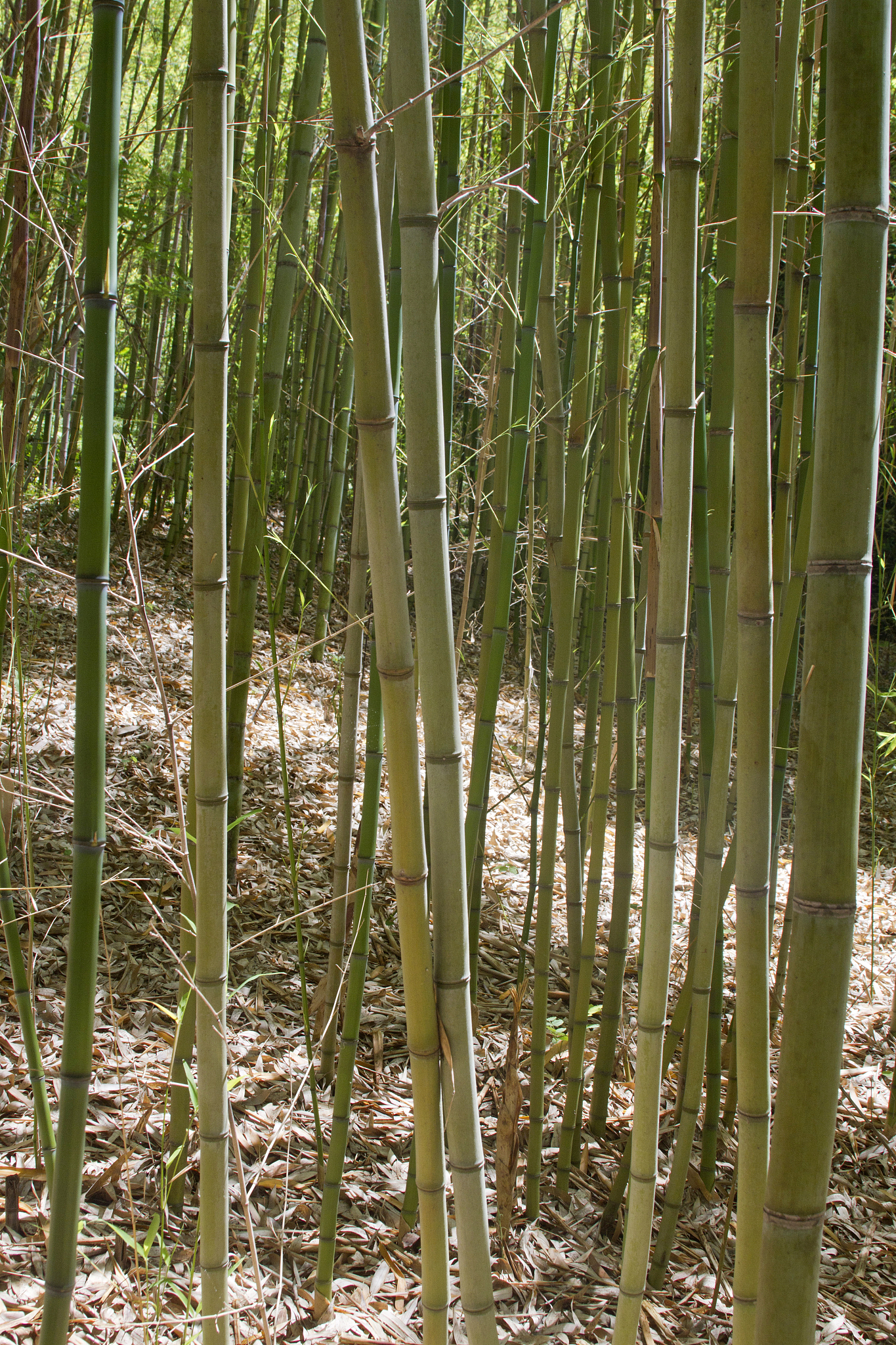 bamboo forest