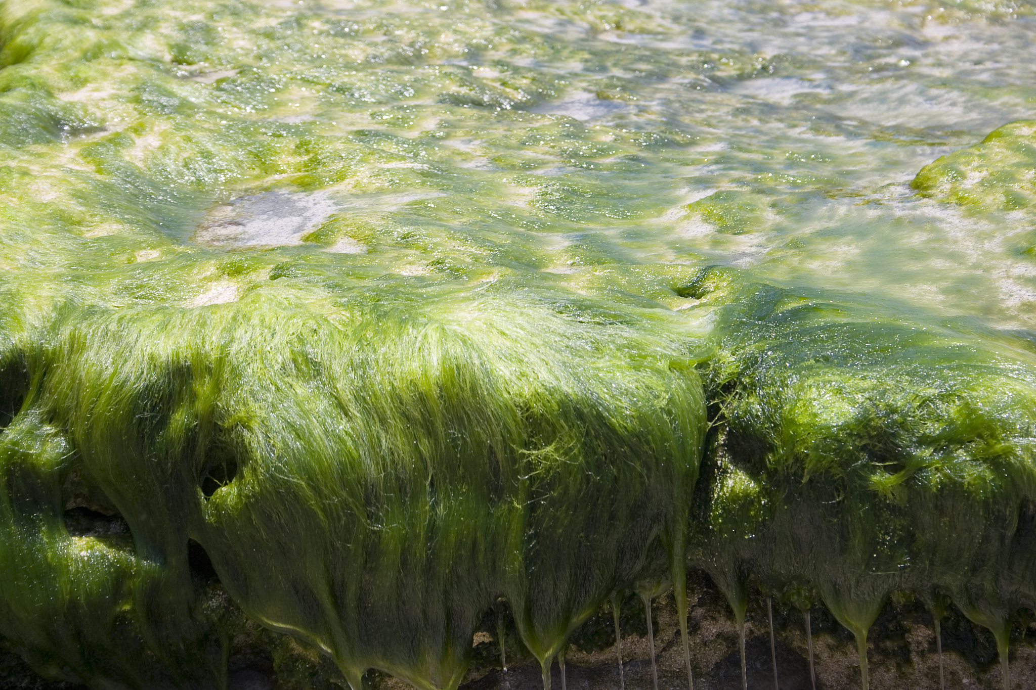 太湖梅梁湾常见藻类品种及监测