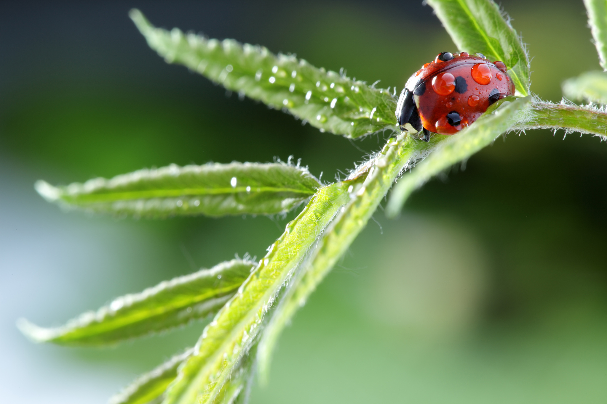 ladybug on leaf