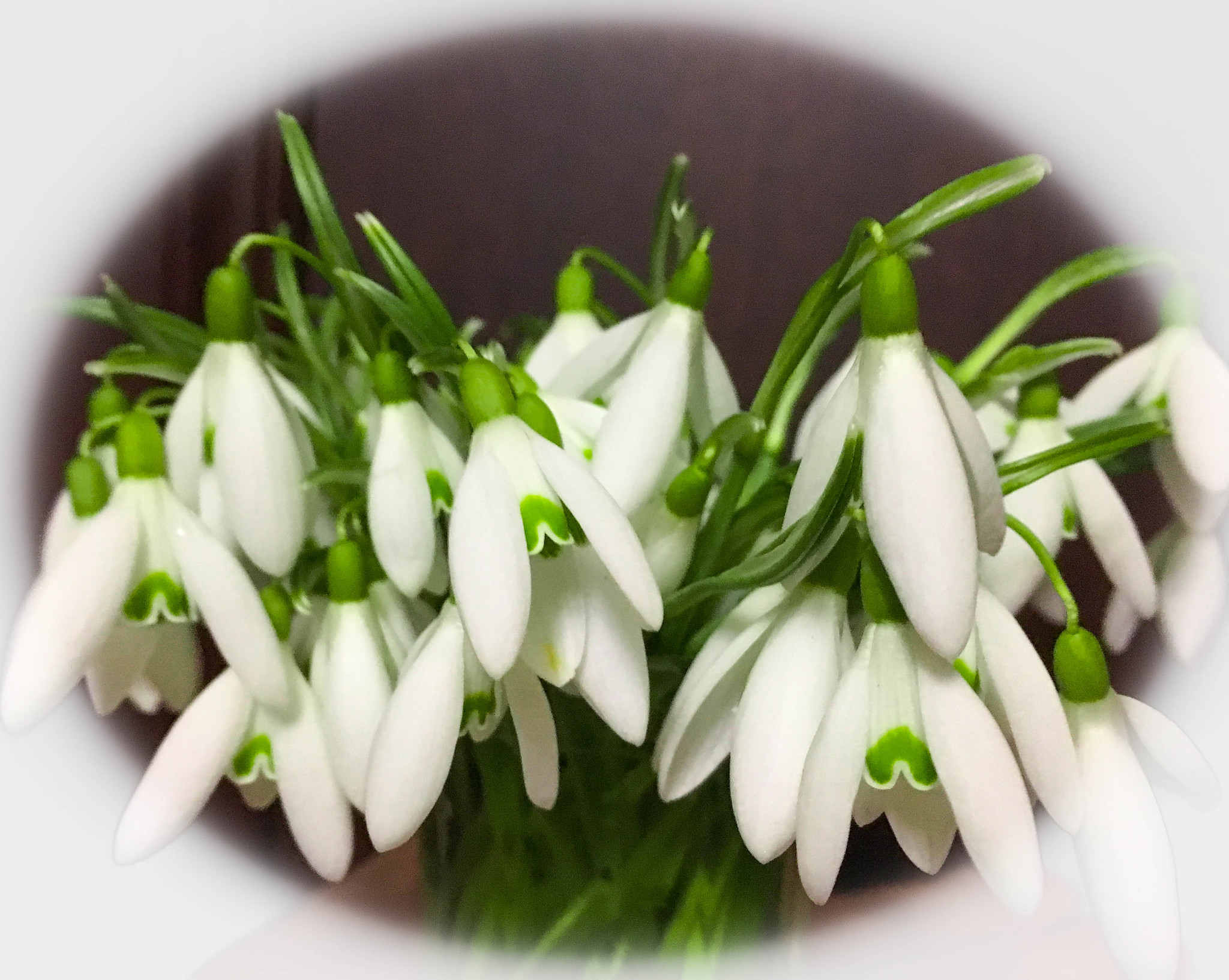 photo of the bouquet of the first spring flowers  snowdrops  for