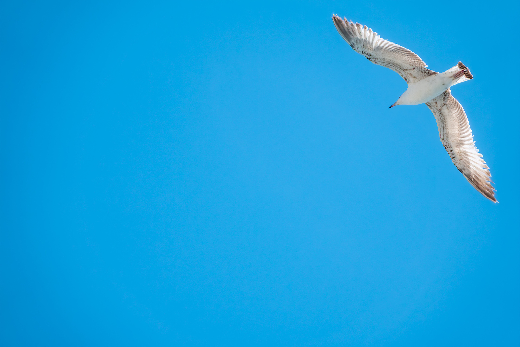 20个动物带你探索梦想：从自由飞翔到深海畅游