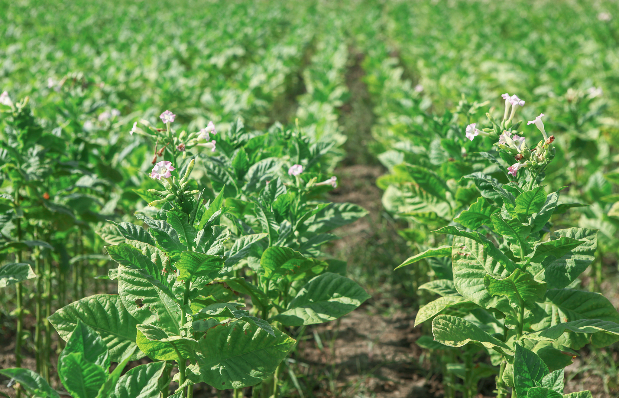 tobacco field
