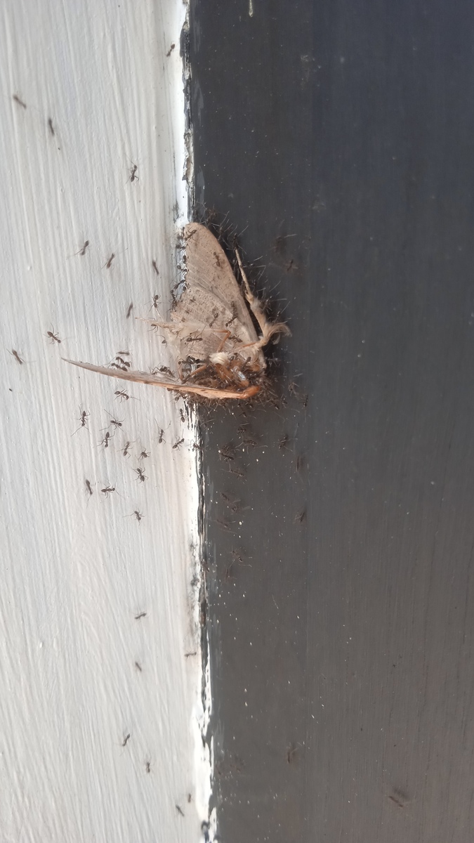 苍蝇在楼道地上爬行然后飞起来会把地上的毛絮都带动起来帮我用200字详细描述