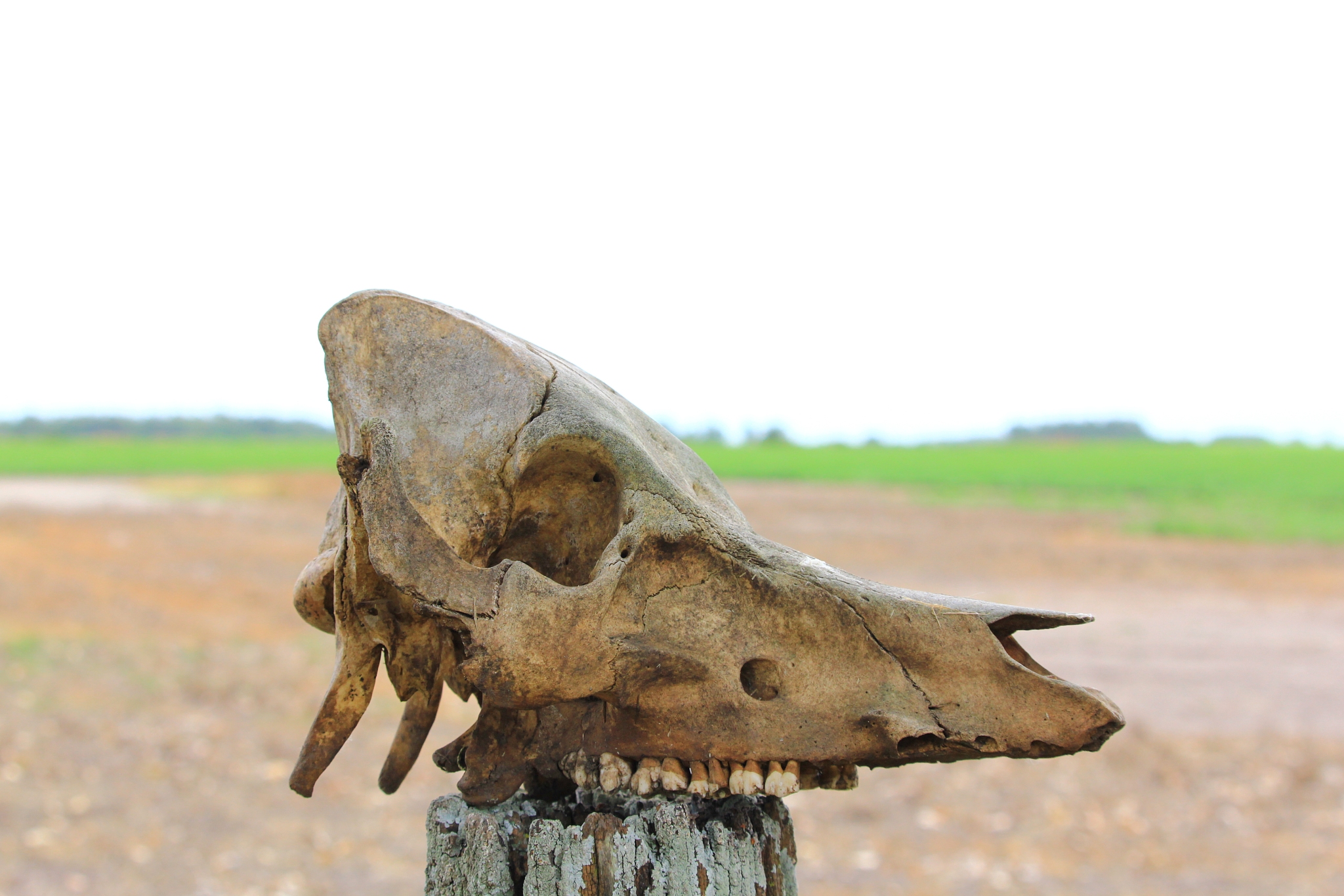 close-up of animal skull
