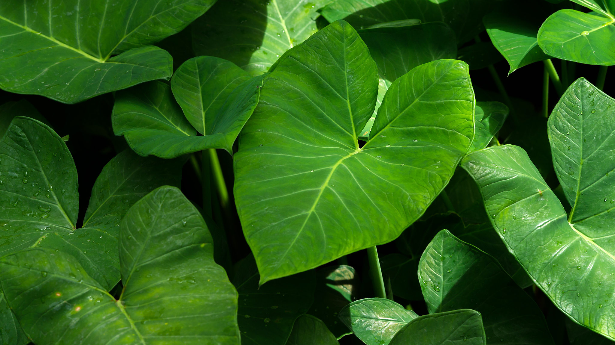 love leaf