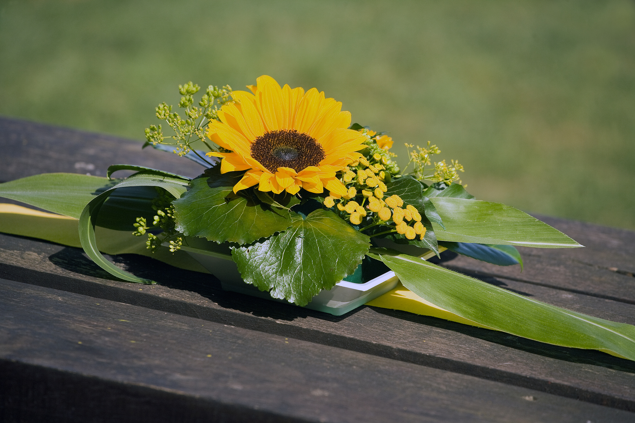 切花向日葵培养方案：从播种到收割的完整指南