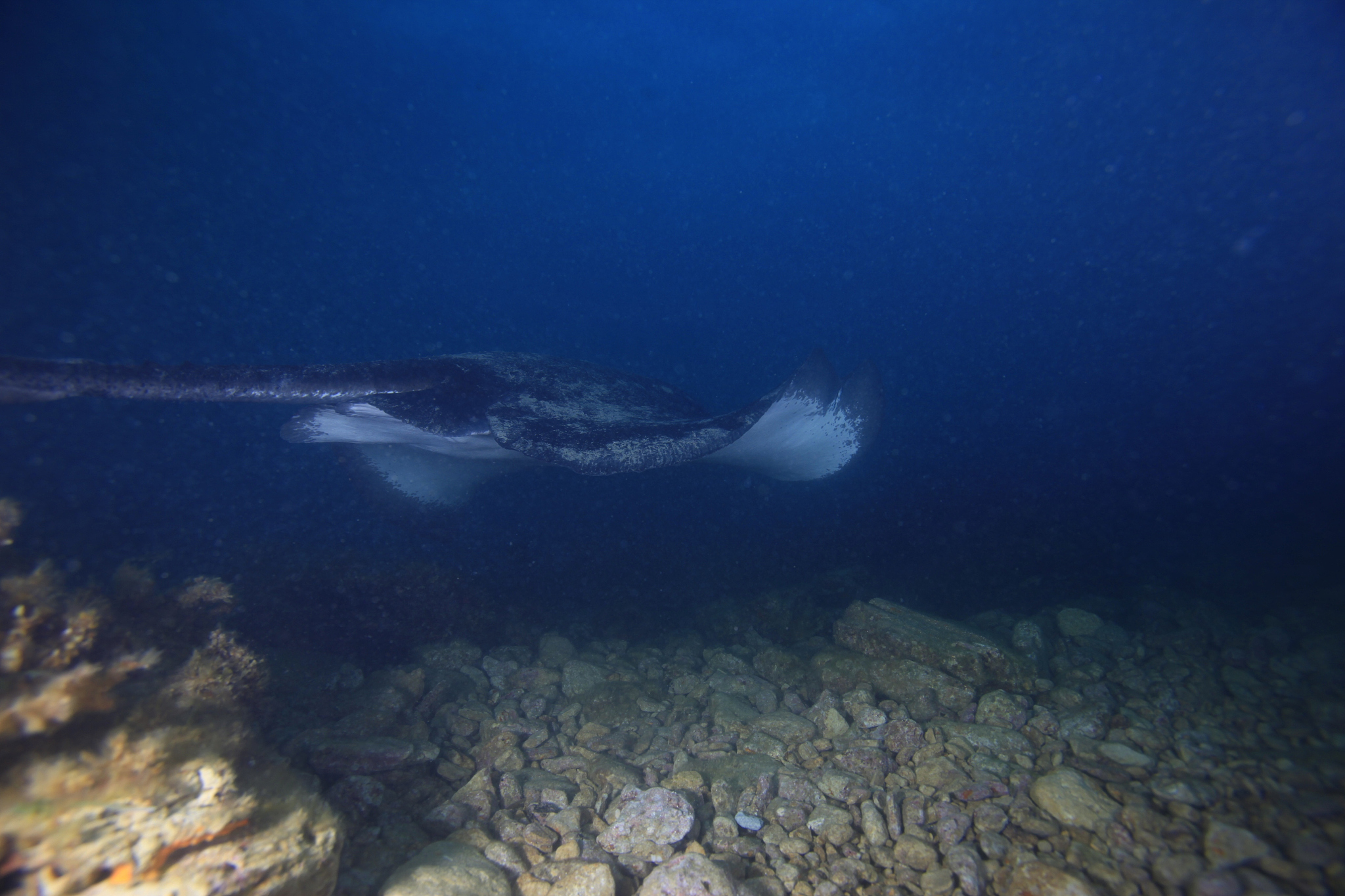 sting ray