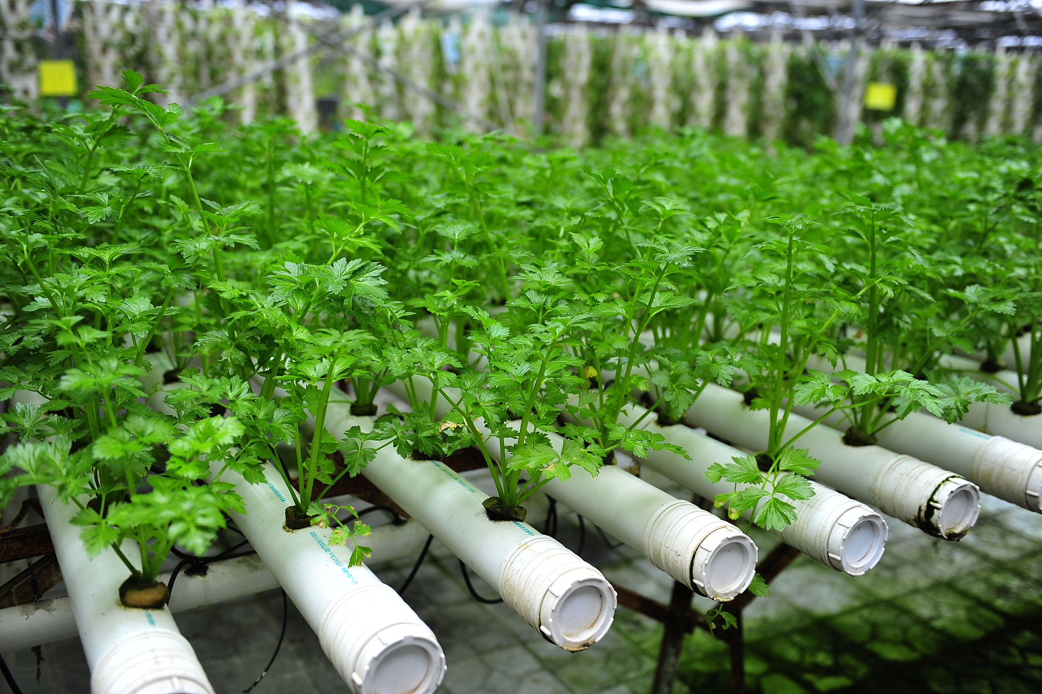 soilless cultivation of greenhouse lettuce
