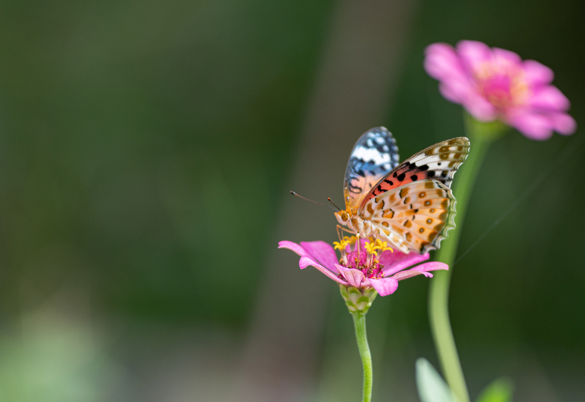 蝴蝶：美丽与温柔的象征 | 探索蝴蝶的独特魅力