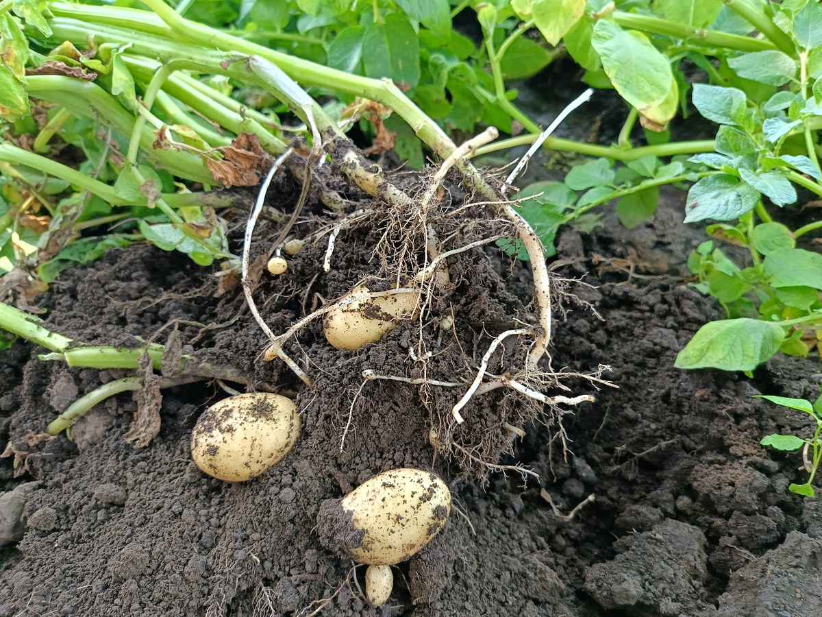 马铃薯茎的形态：地上茎与地下茎