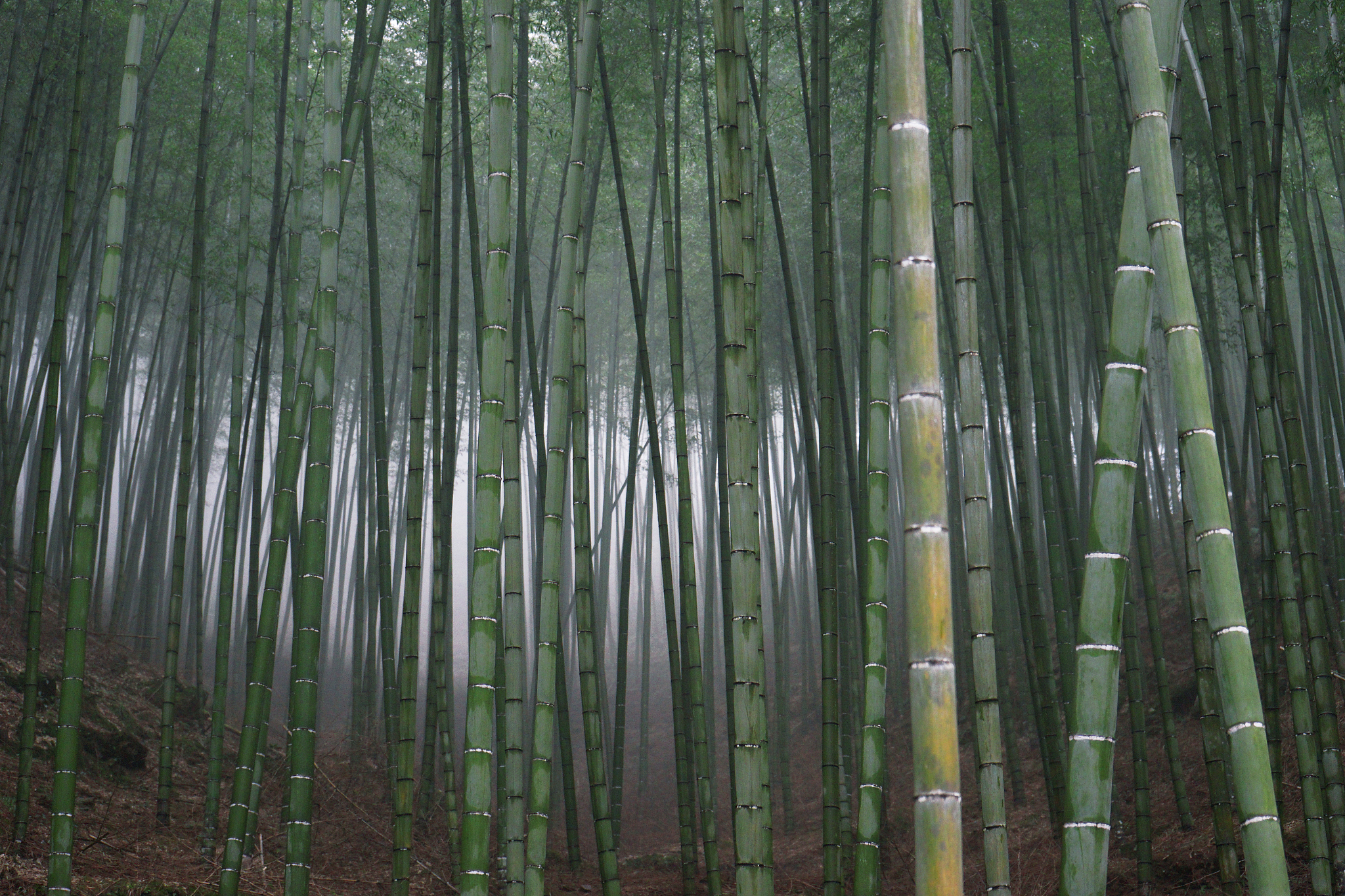 竹子按生长形态分为哪三类 这三类一般自然分布在何处