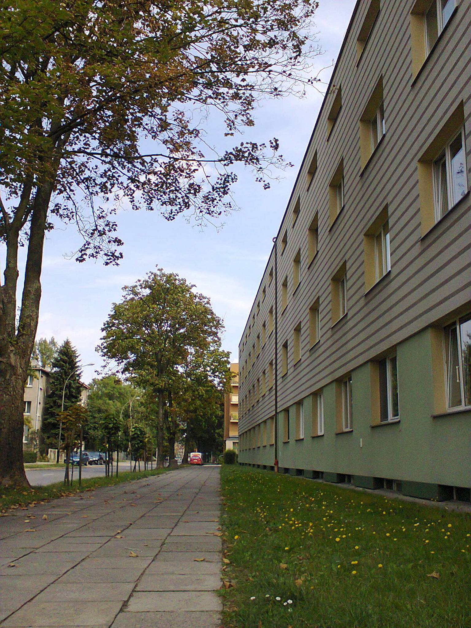 treelined green sidewalk on the street
