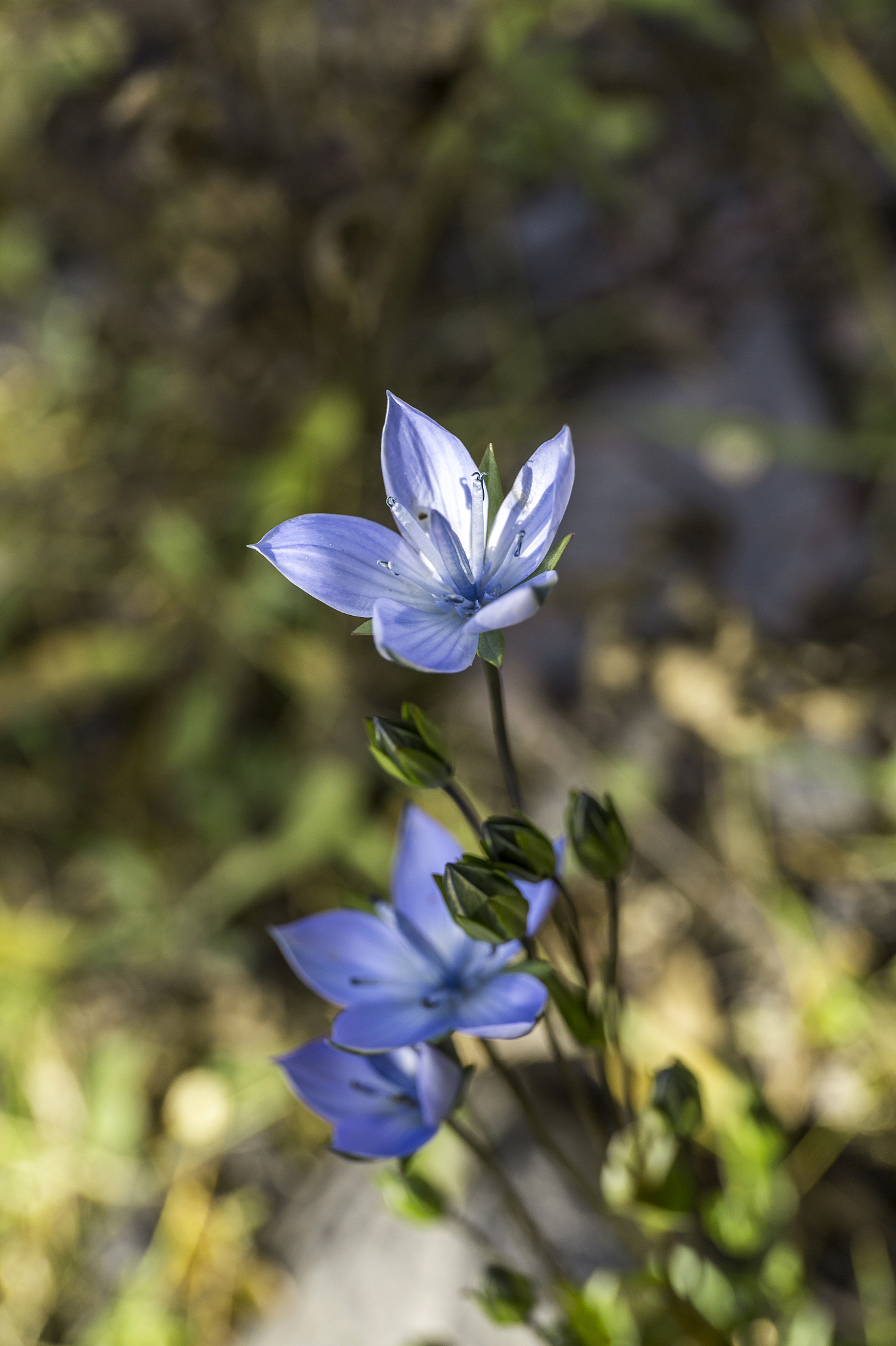 广西农业职业技术学院中草药栽培技术专业怎么样？就业前景如何？