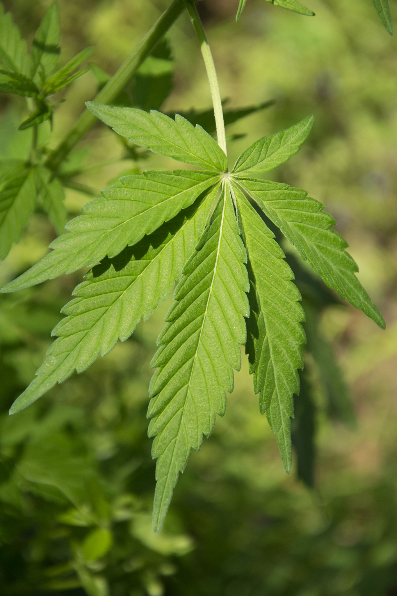 marijuana leaves