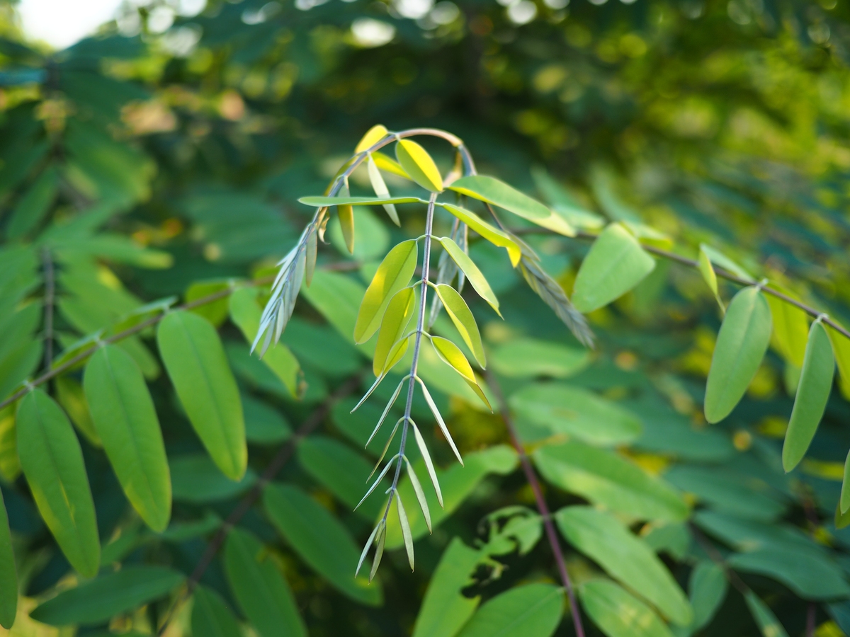 蝶形花科的田菁或类似物种