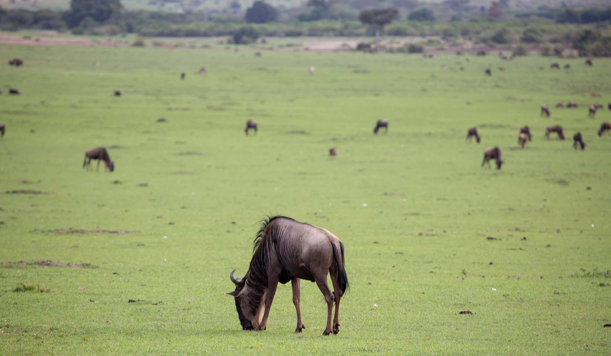 wildebeest herd on plain