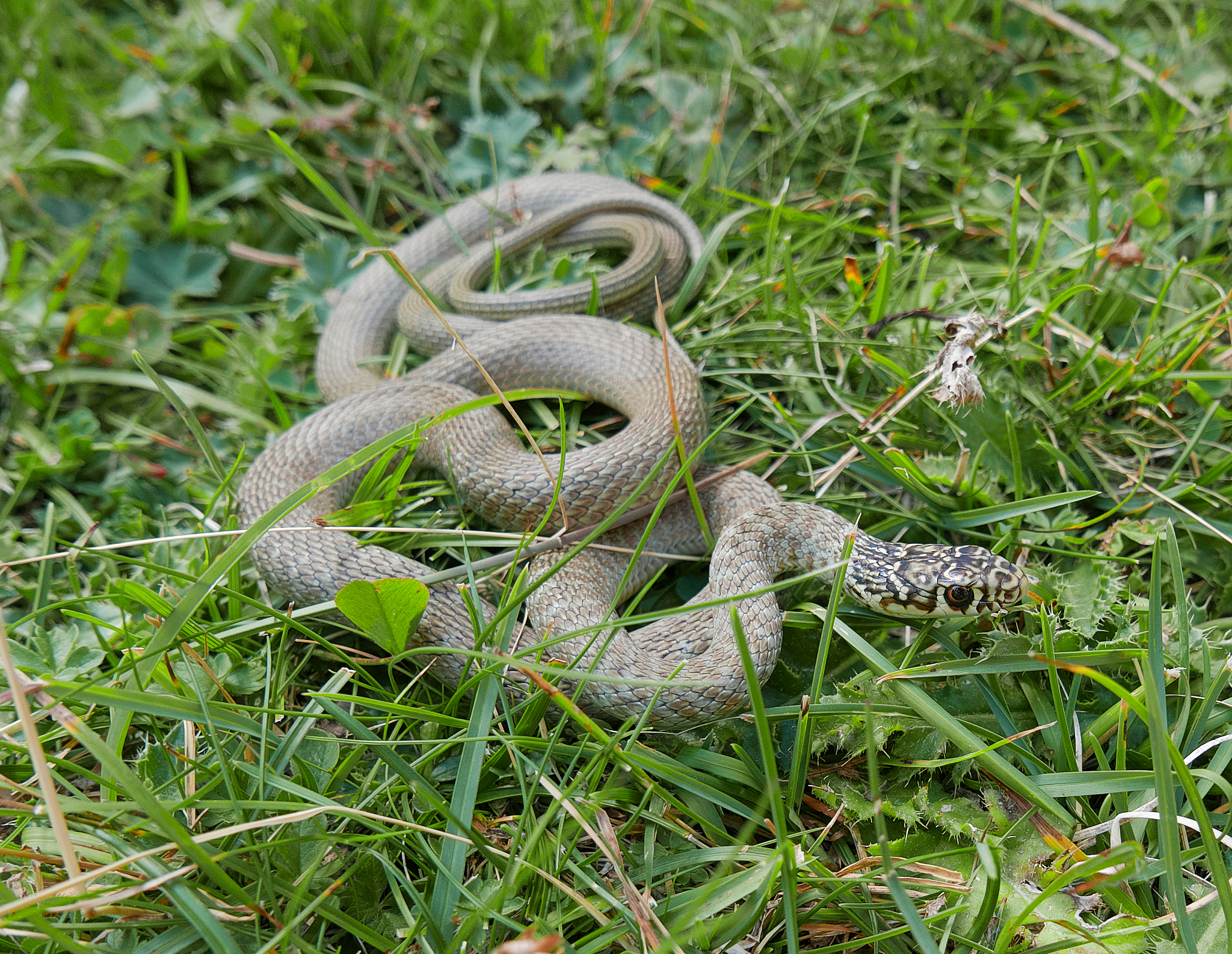 closeup photography of the snake hierophis viridiflavus, the gre
