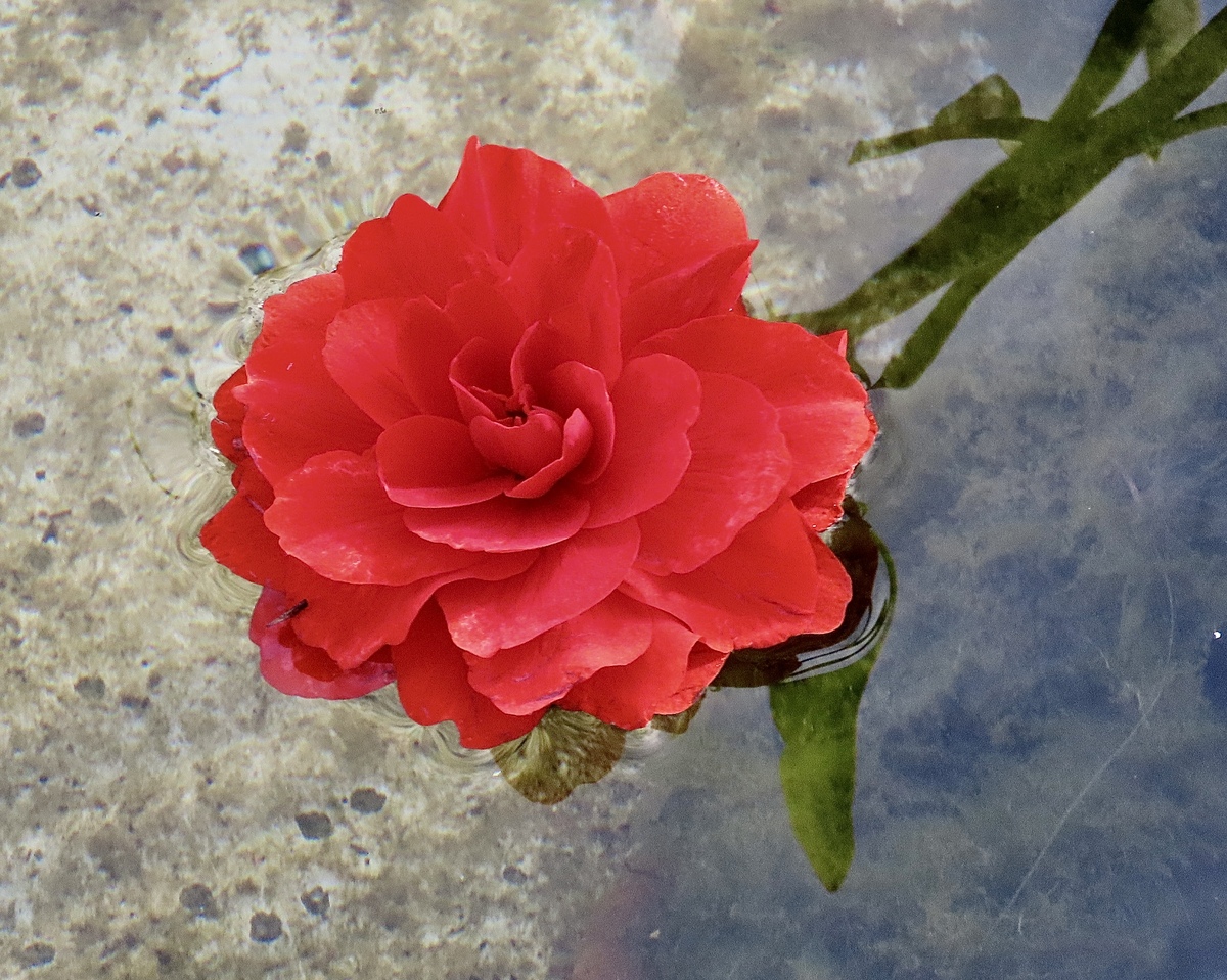 山茶花花语：坚强、勇敢和热爱生命