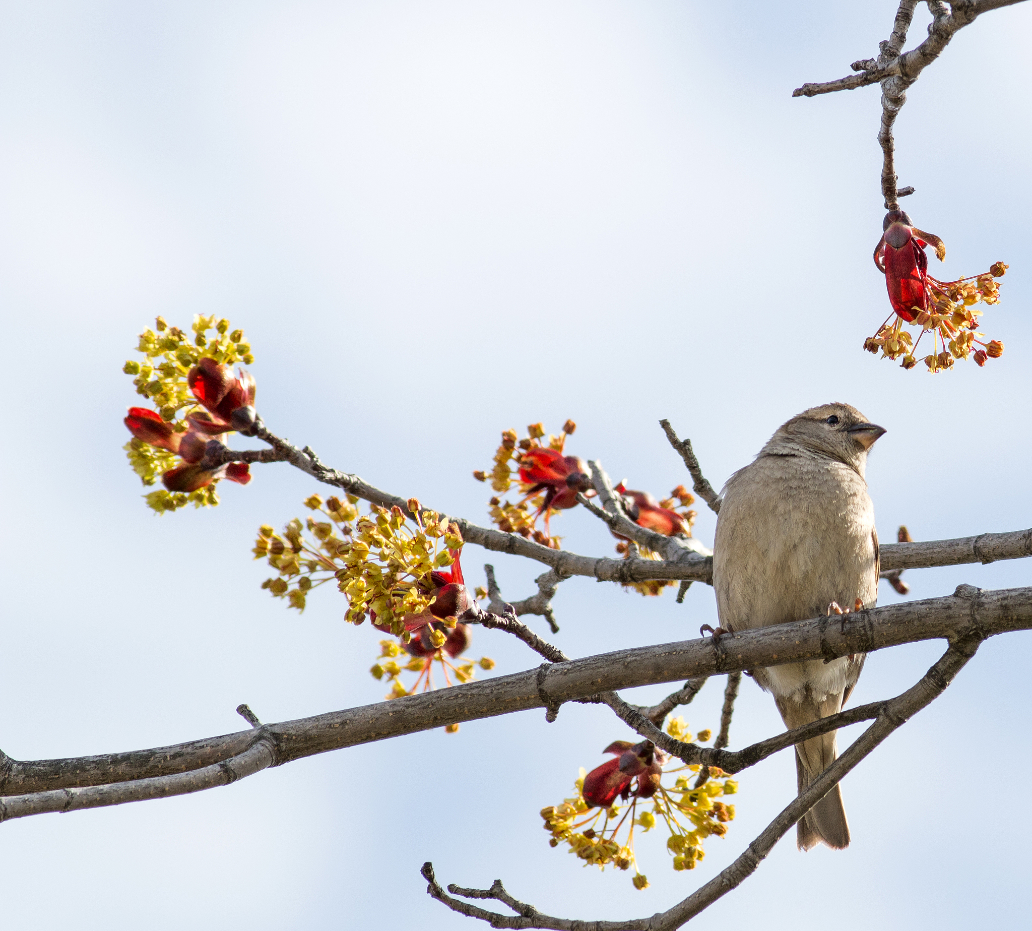 春晓七律诗：清晨花开意浓浓
