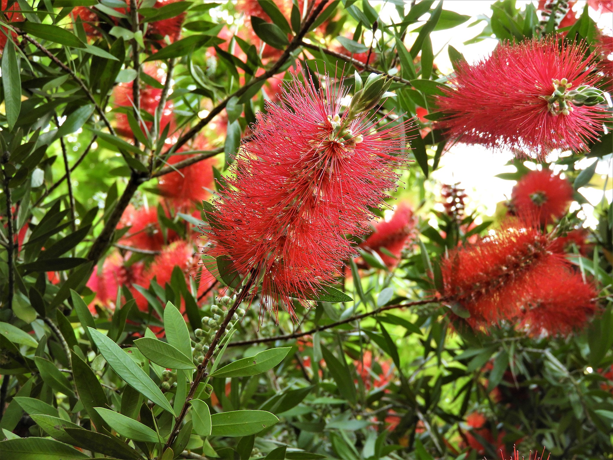 小鸡树：形态、药用价值、用途全解析