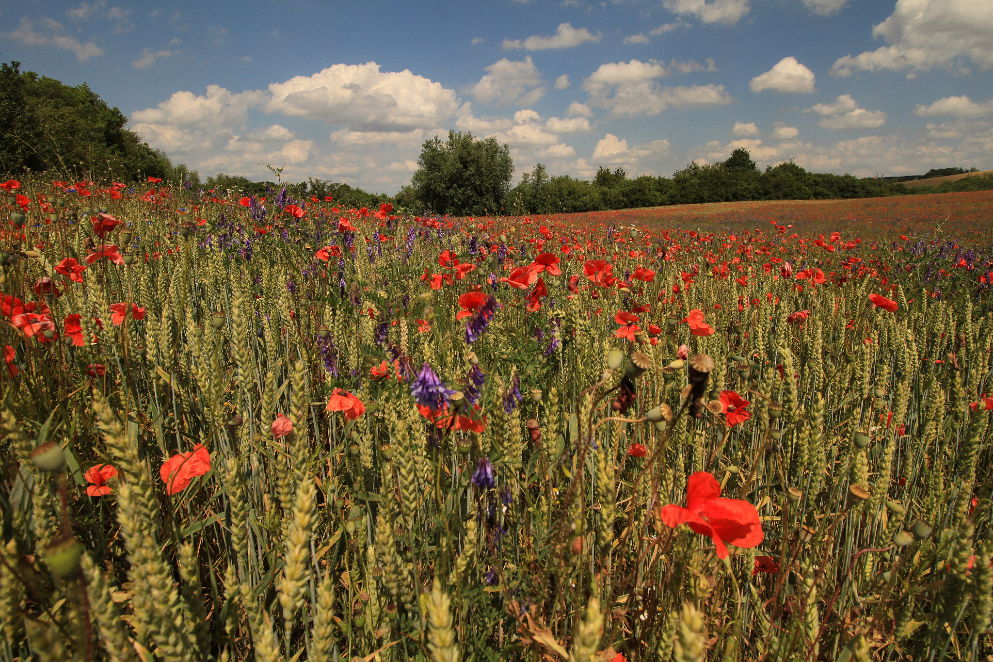 天水农业学校专业设置：培养未来的农业人才