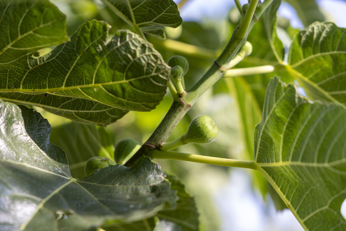 无花果树容易生虫吗？哪些虫害需要防治？