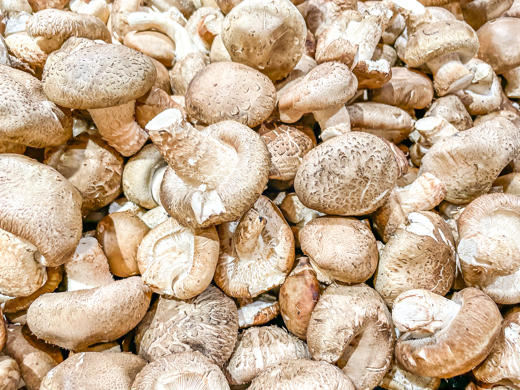 多种菇类能一起吃吗，