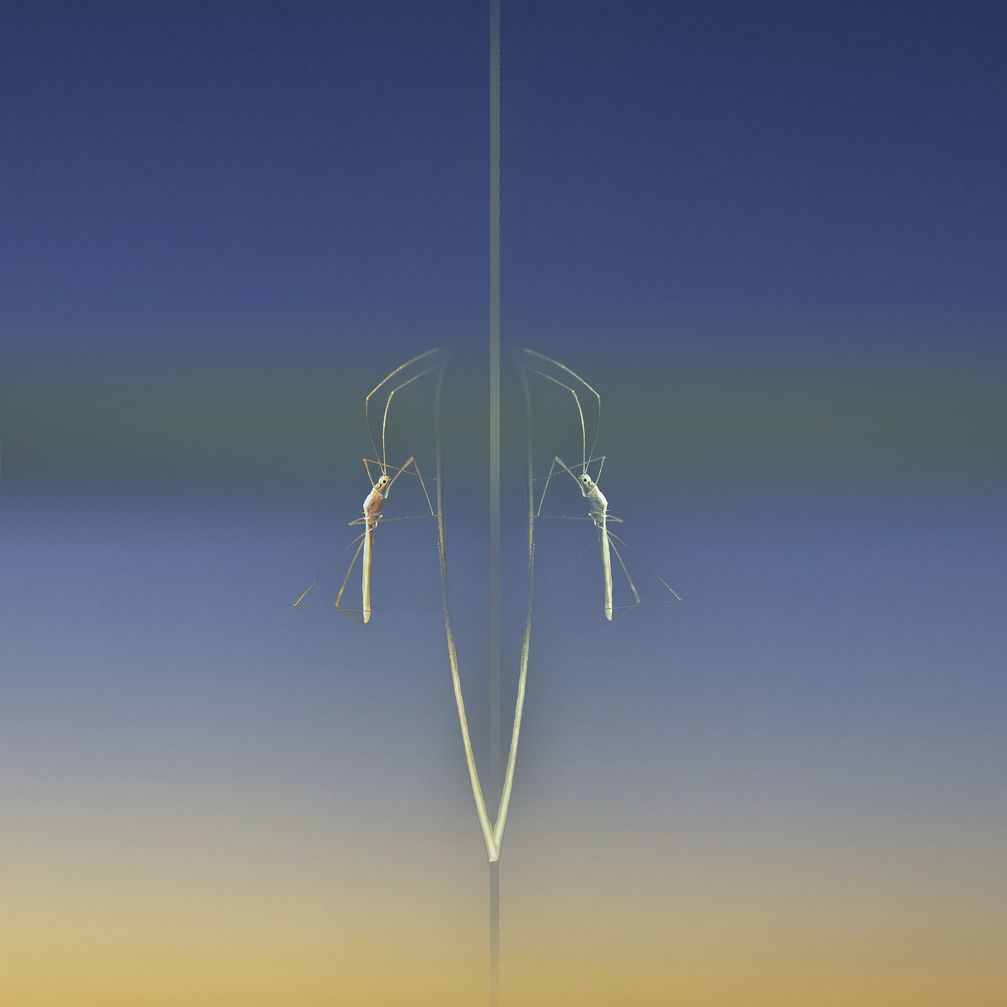 为什么有的蚊子包很大，有的却很小？