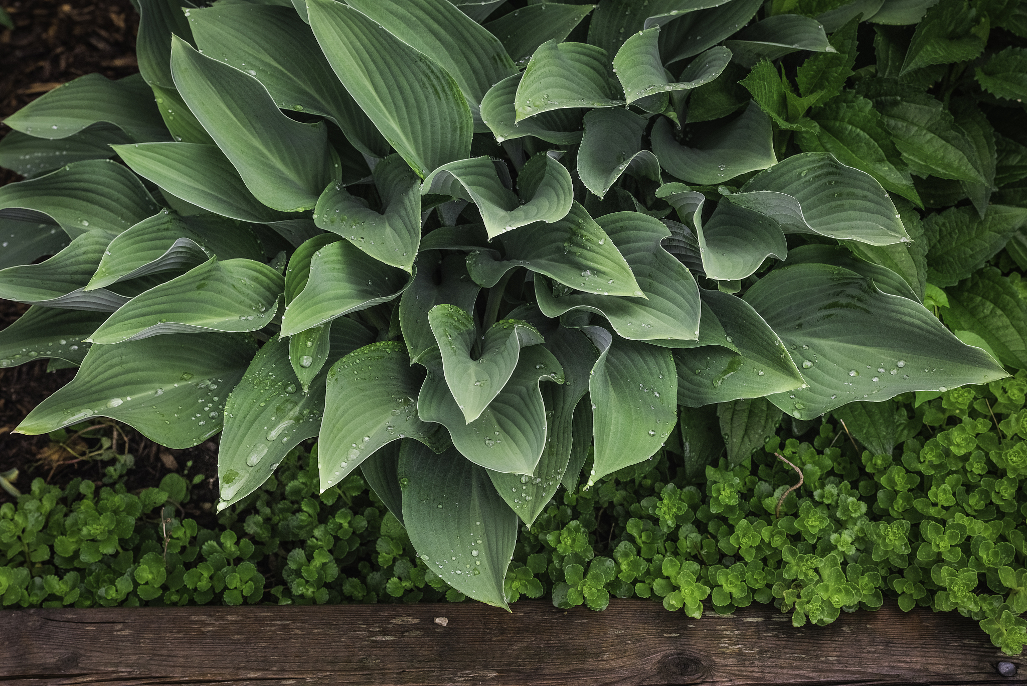 hosta
