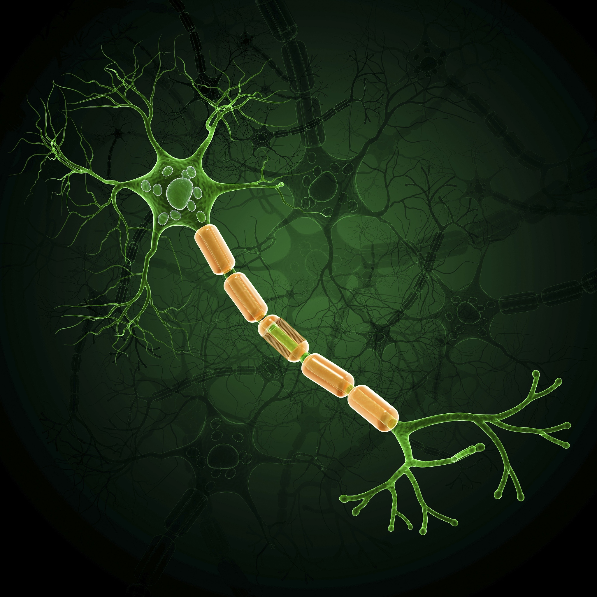 人体神经元数量：有多少个神经细胞？