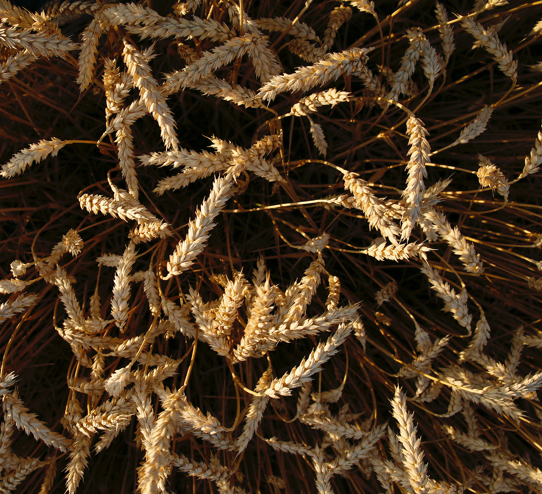 甘肃中医学院中药学专业：你需要掌握的必备技能