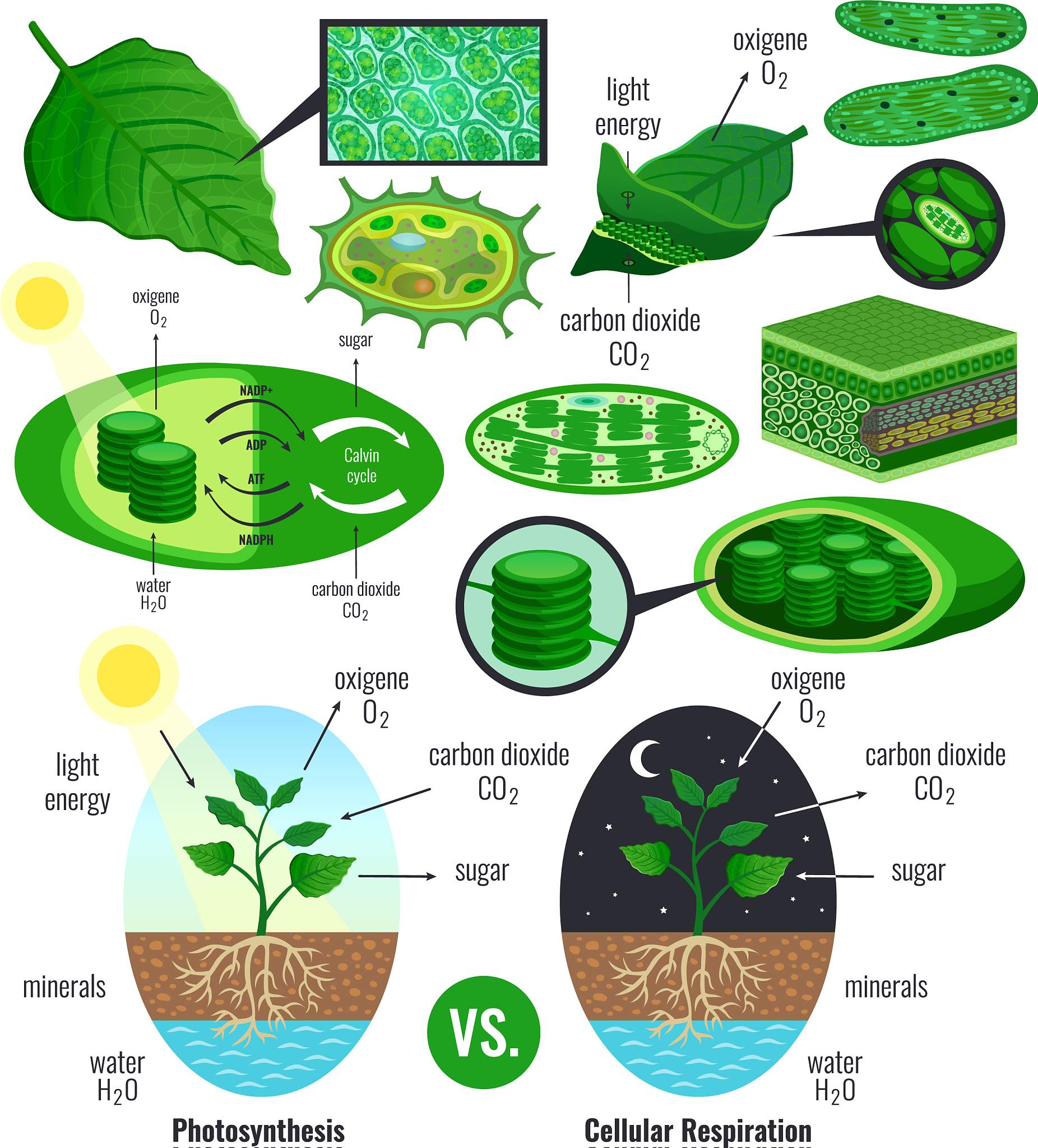 吡虫啉对胞间浓度的影响