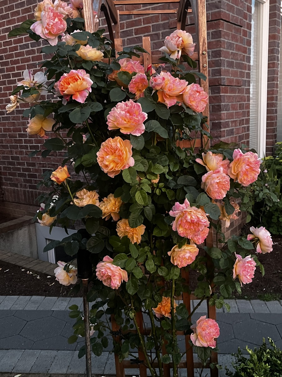 藤彩虹月季：优点、缺点及花期介绍