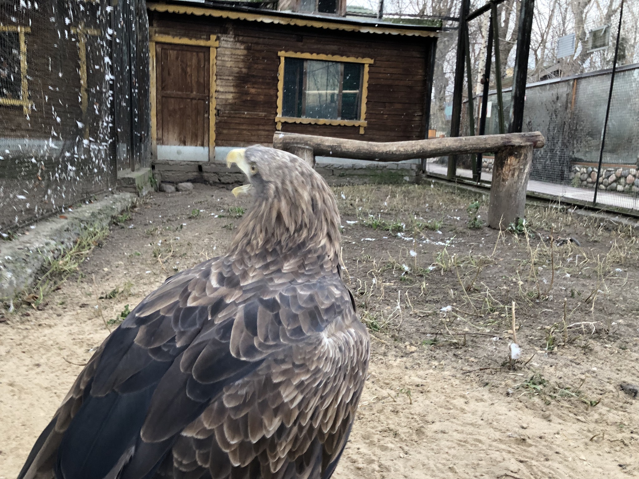 eagle,birds,animal,wild