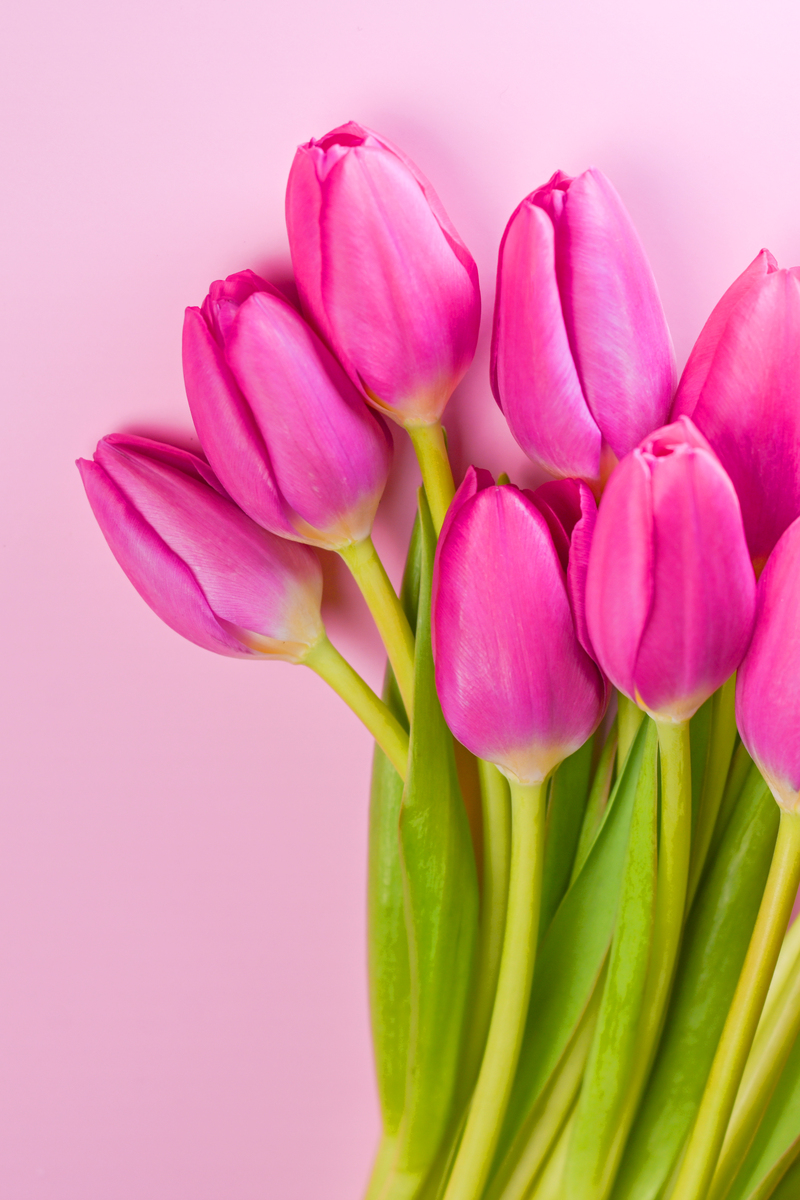 郁金香送人禁忌：哪些人不能送？颜色寓意大揭秘！