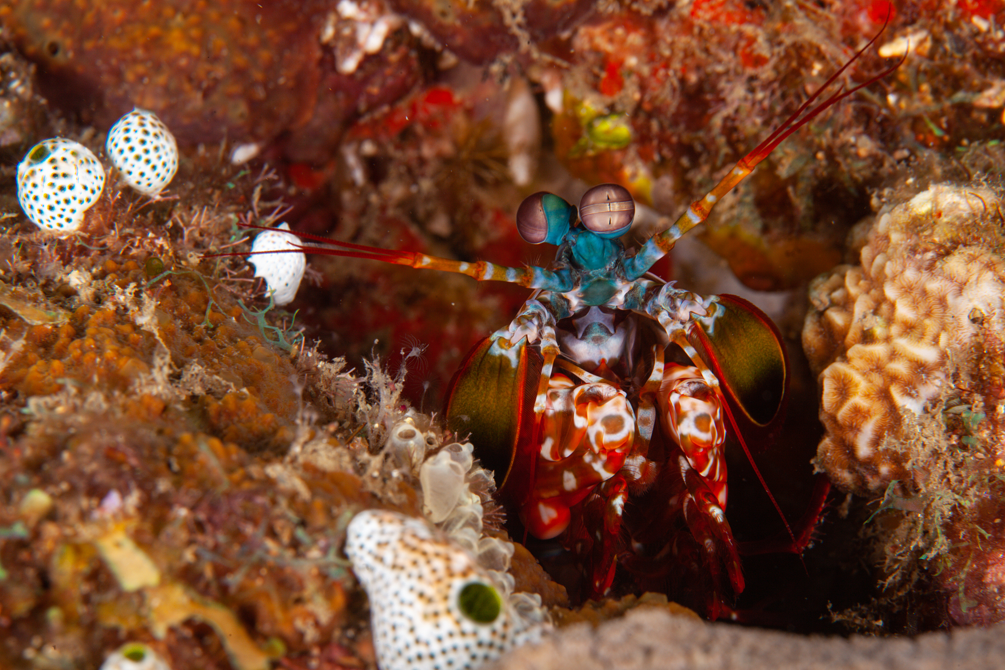 Based on the on-site inspection the main issue with the shrimp is the presence of red shrimp shells which could be a result of high temperatures expose at least the temperature should be as high