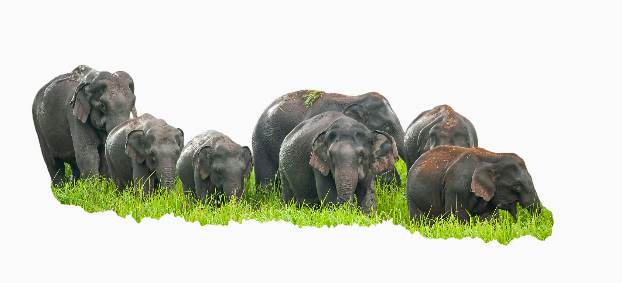 a herd of asian elephants grazing on the grassland.