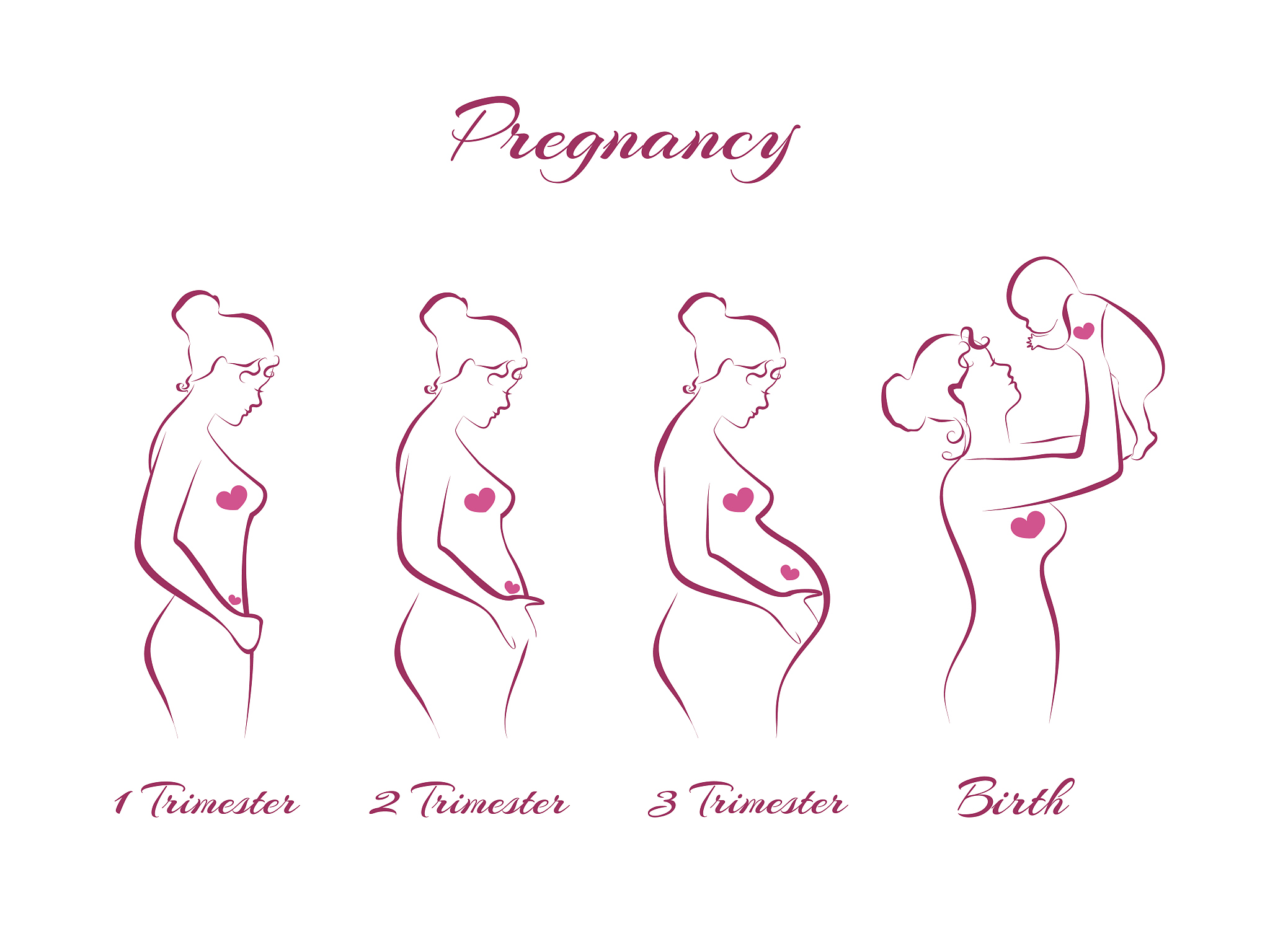 pregnancy stages
