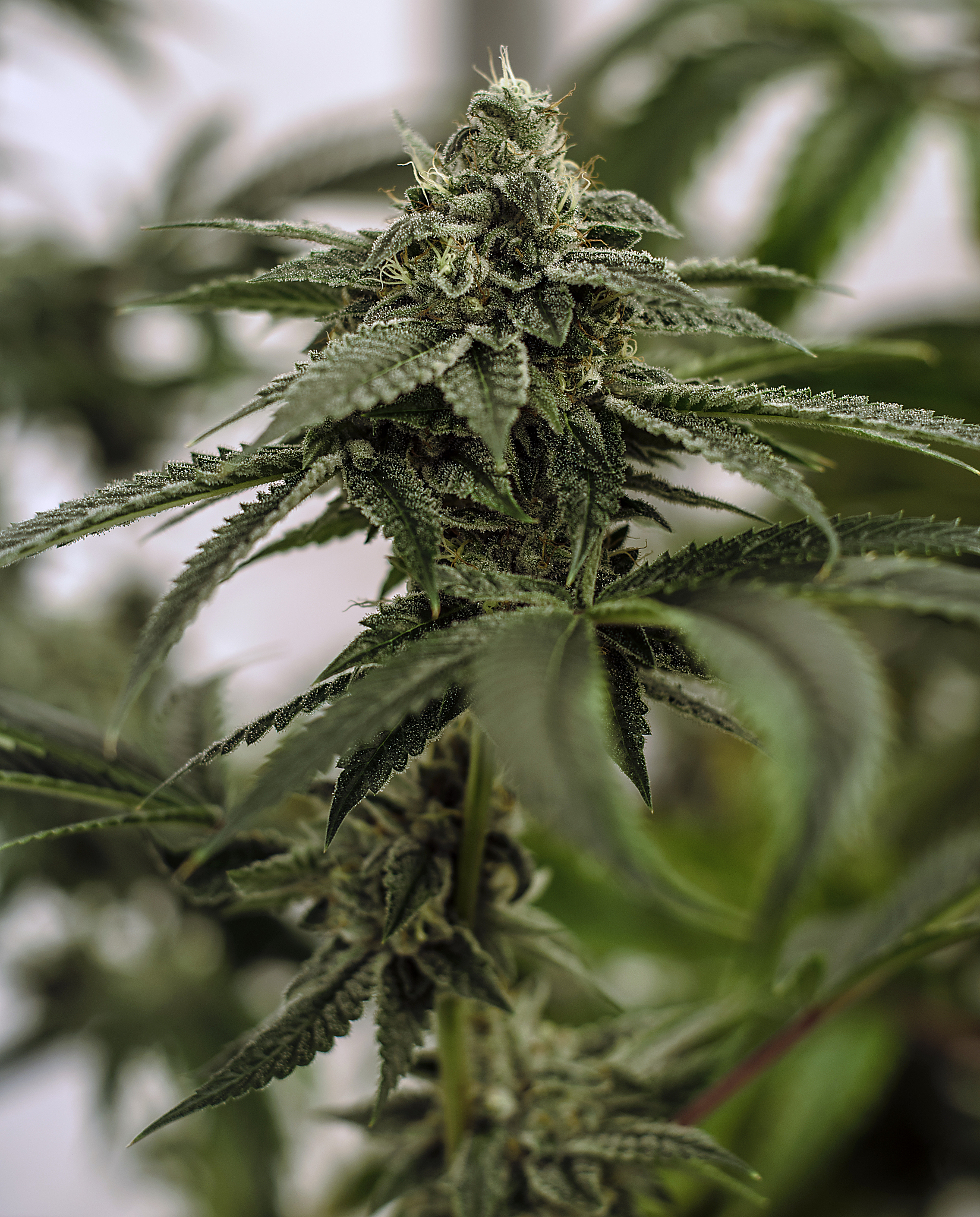 live cannabis macro bud shot