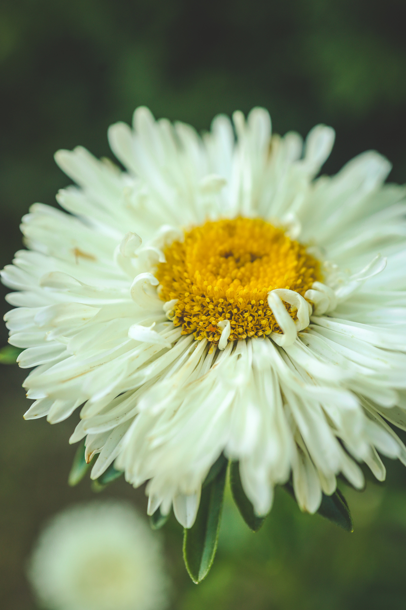 菊花气味描写：清新、温暖、芳香四溢