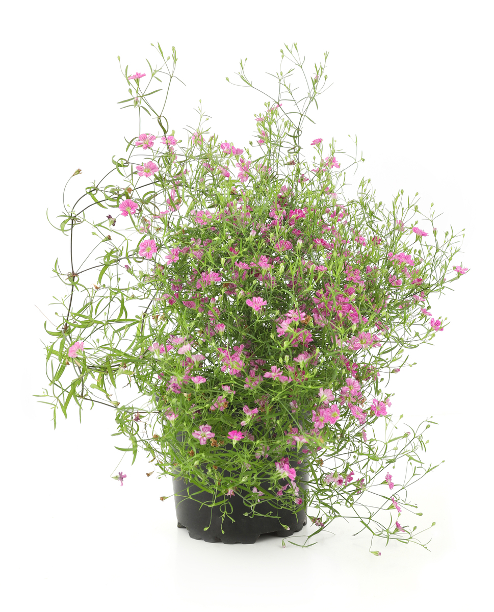 如何用英文简单口语化表示：剪剪花根。