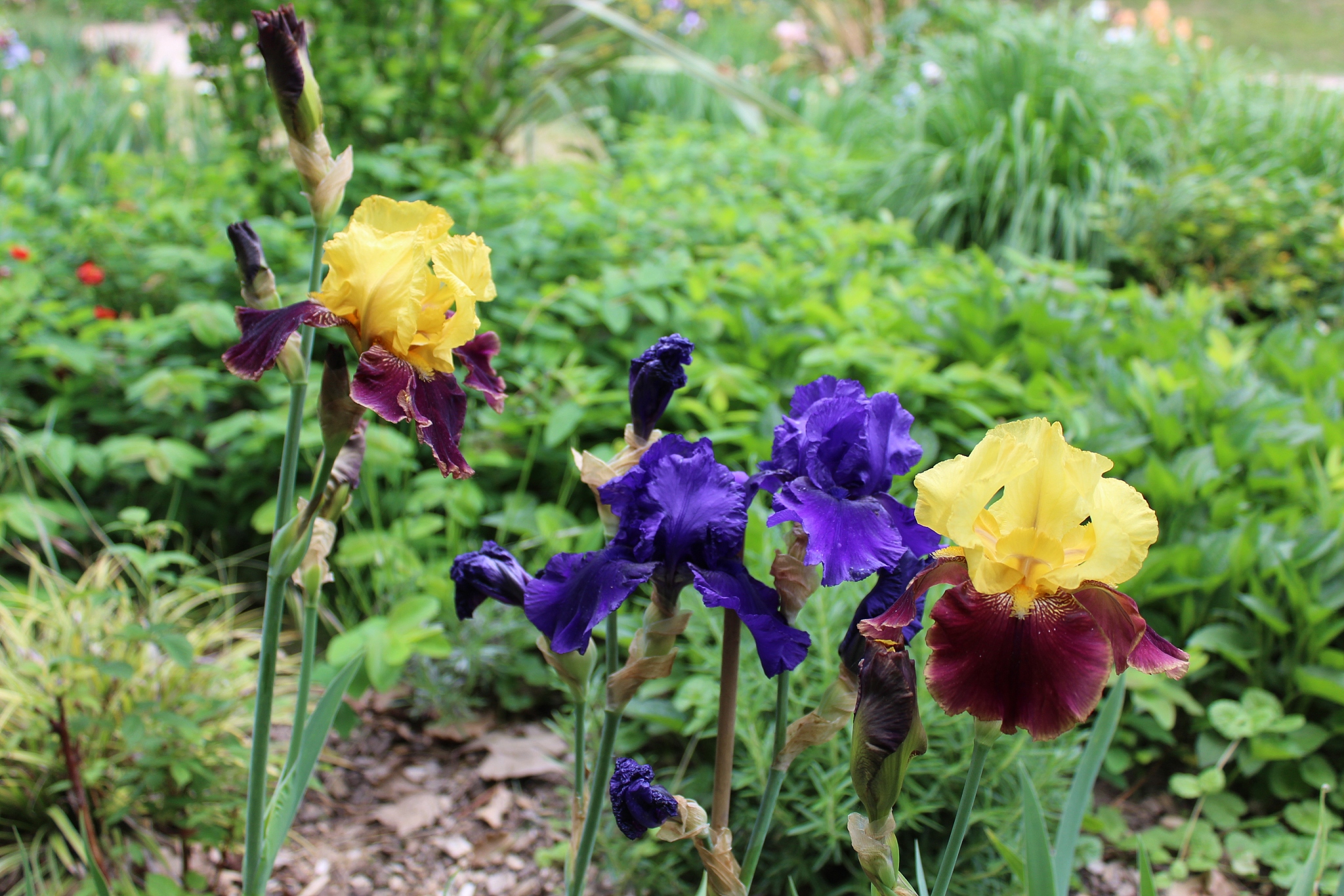 fête de l'iris à oullins - mai 2018 - parc chabrières