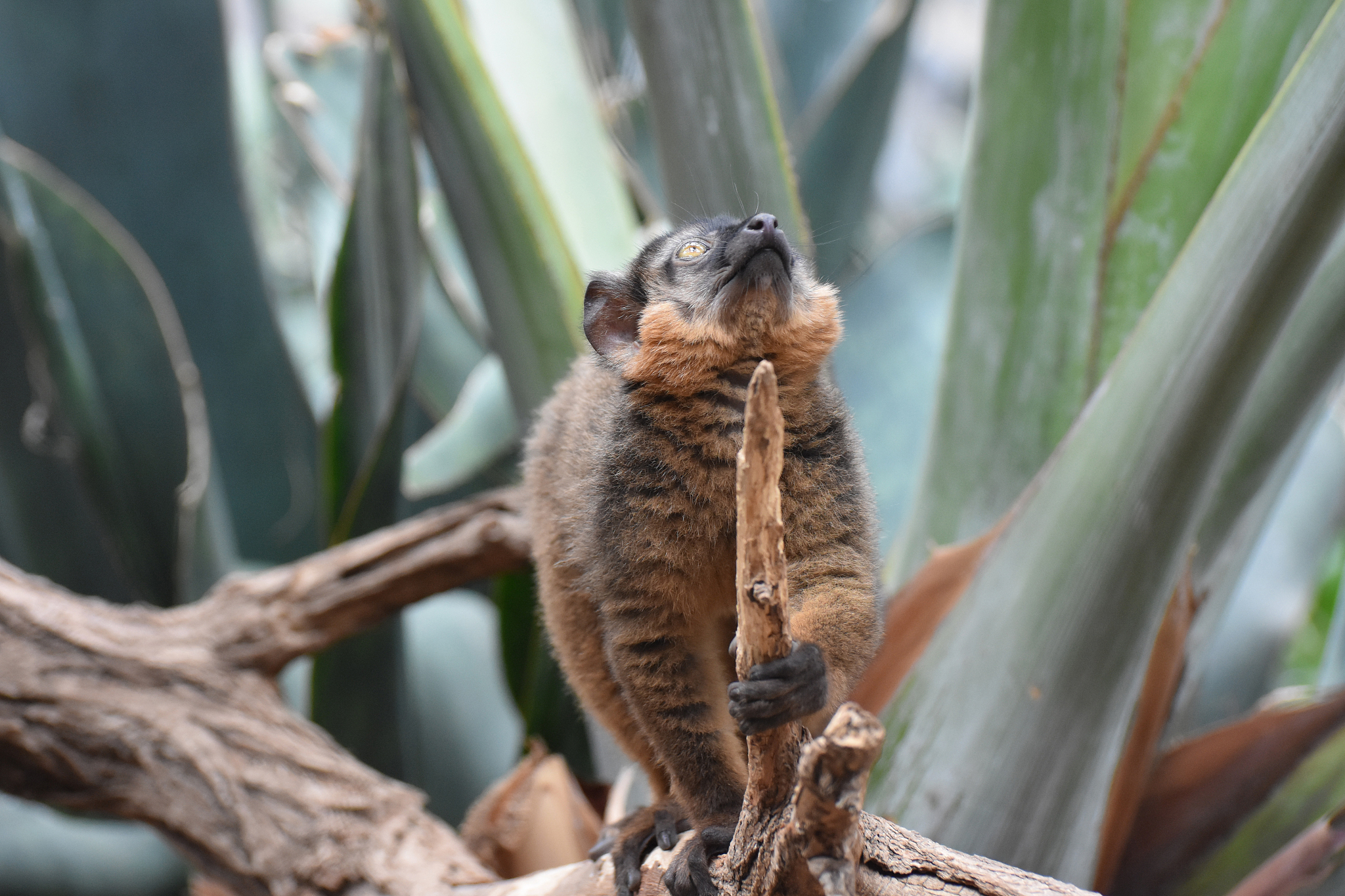 adorable collared lemur