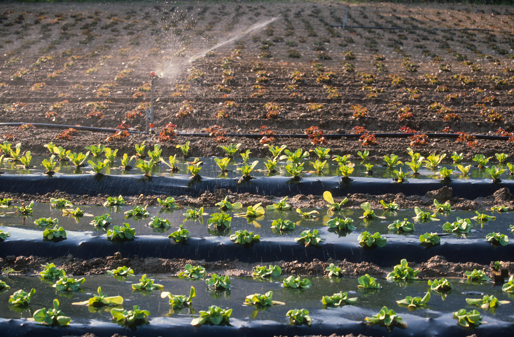 Spring Frost and Crop Yield: An Inverse Relationship