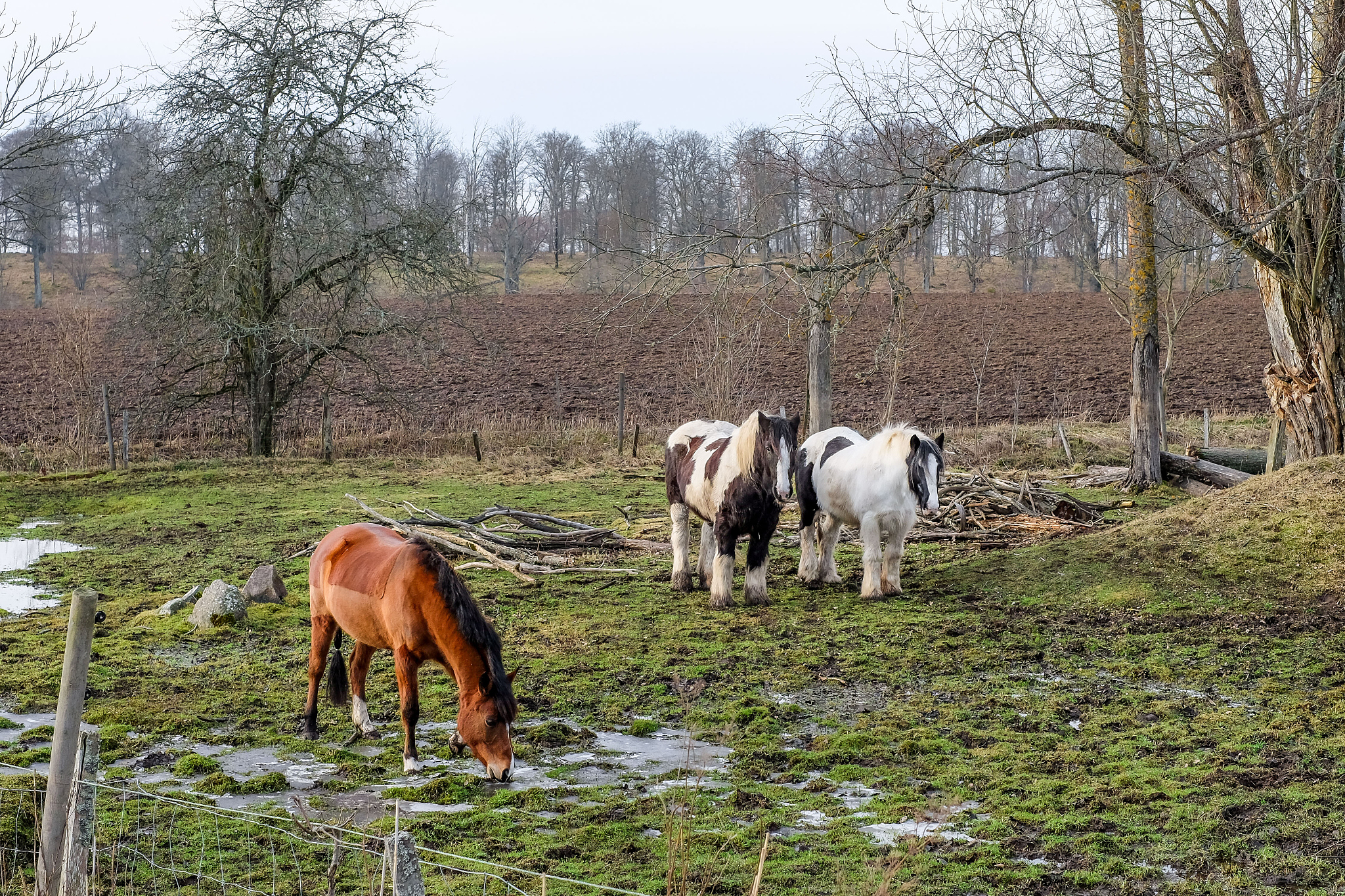 难忘的乡村夏日 - 小学作文
