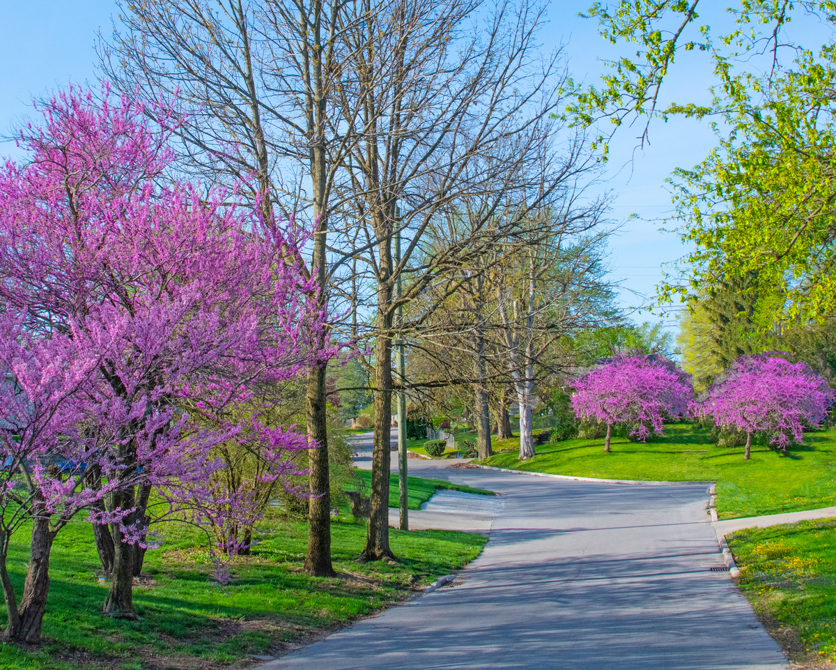 请写一篇描写春天学校美丽景色的不超过250字的短文