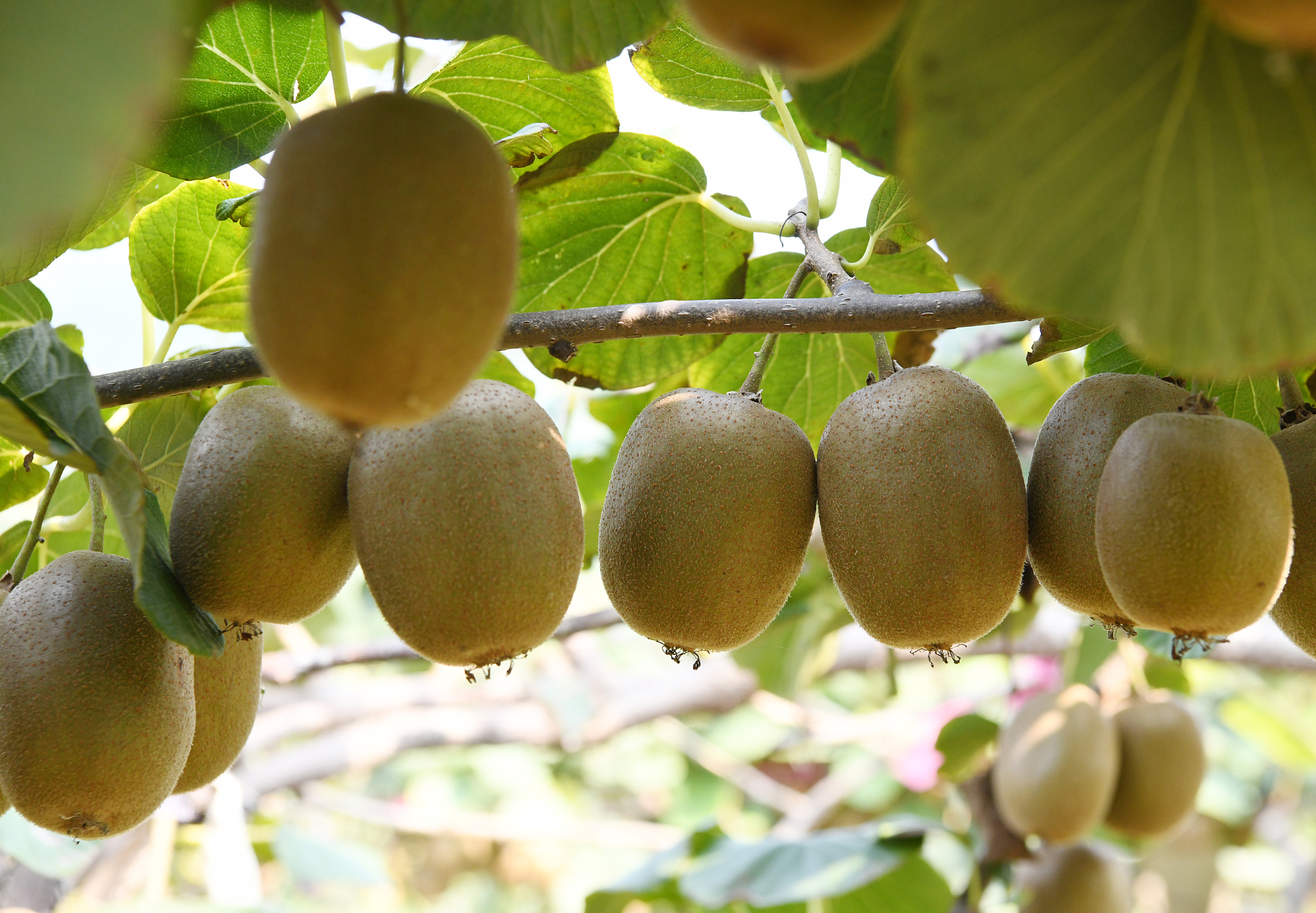 猕猴桃几月份成熟采摘