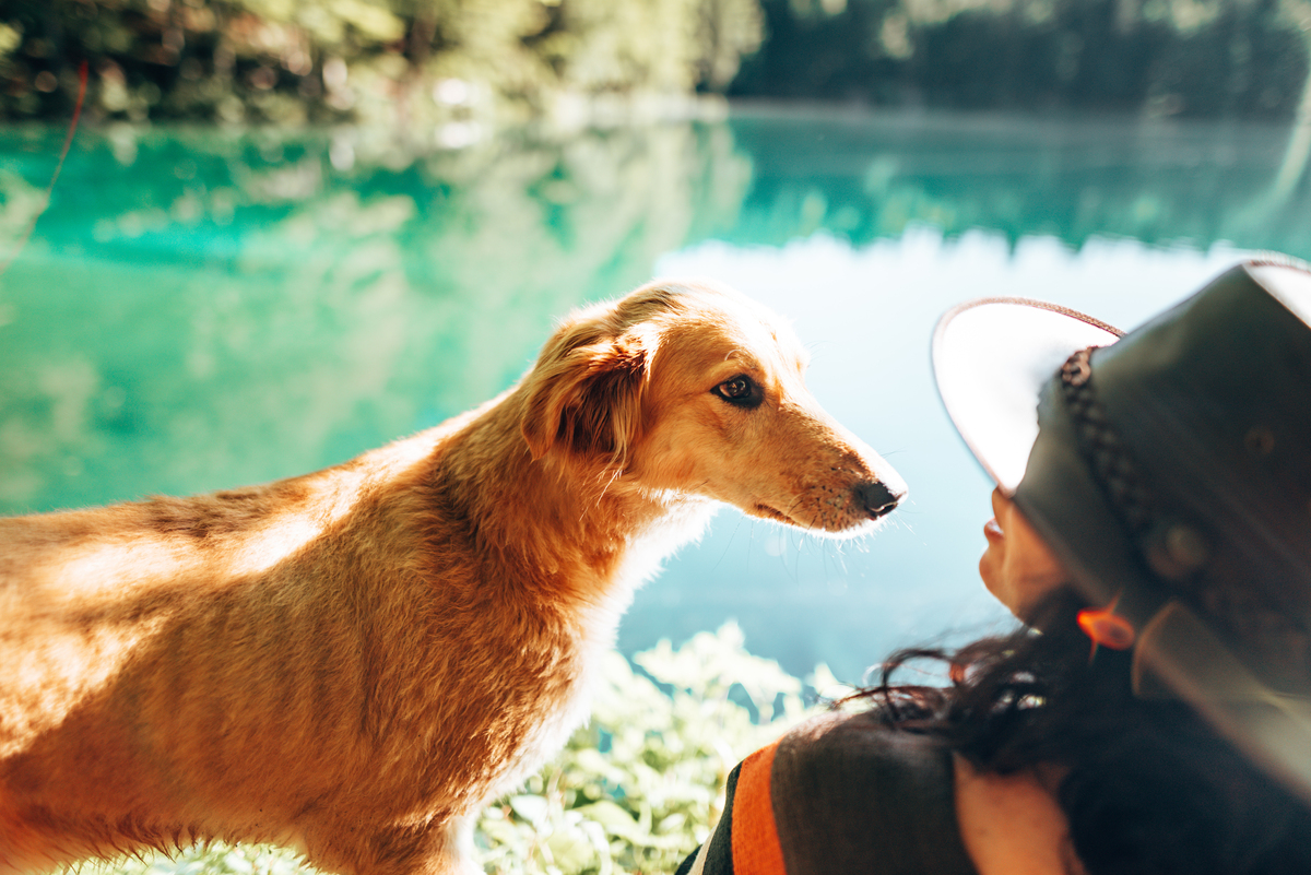 宠物的治愈力量：无条件的爱与忠诚陪伴