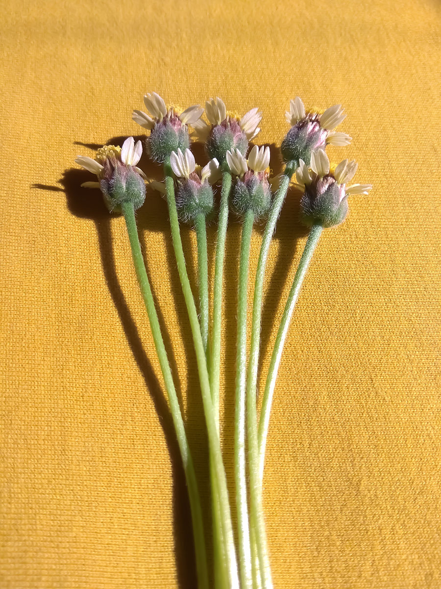 亲子制作干花案例